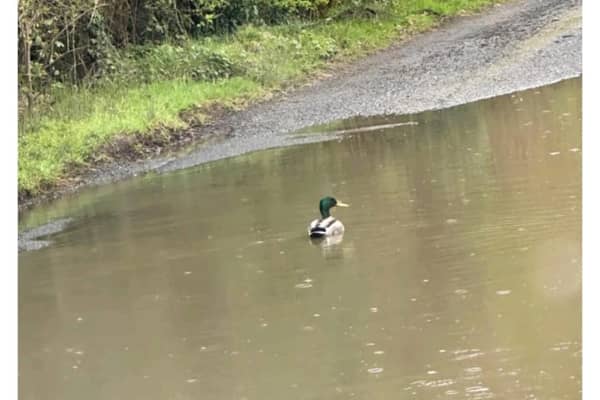 Councillor Keith Ratcliffe shared this picture of a duck swimming in large pothole.