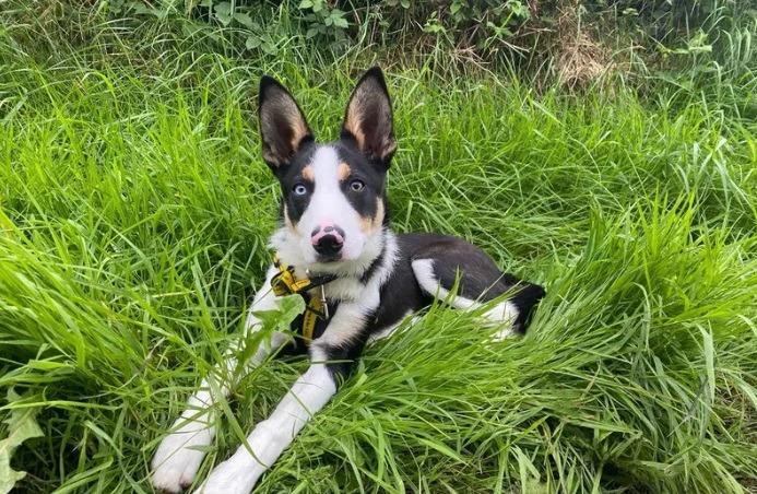 A handsome six-month-old border collie, Desmond is super fun, energetic, intelligent and a firm favourite with the staff. He has the beginnings of lots of cool tricks and will definitely want an owner who can keep up with his energy and brains. He will need plenty of physical and mental stimulation to prevent him from becoming bored - a true border collie!