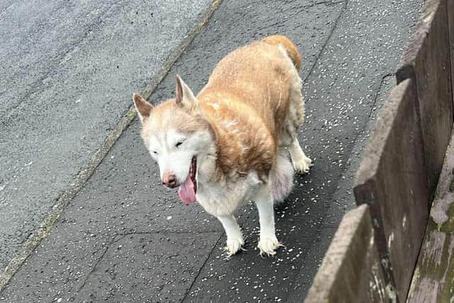 Shock as abandoned dog with tumour is found in Lisburn. Pic credit: LDRS