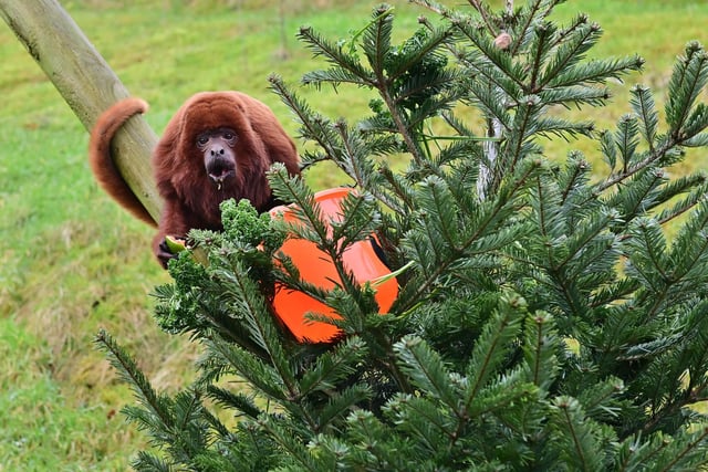 A Venezuelan Red Howler Monkey having fun with the donated trees.
