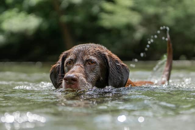 Dog owners have been warned again of the dangers of toxic blue-green algae growth. Picture: British Veterinary Association