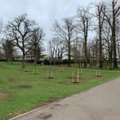 Council’s tree growing project costing £20k is producing tens of thousands of trees compared to same cost for 100 NI centenary trees and one Christmas tree. Pic credit: :LDR