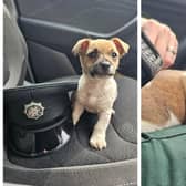 The runaway puppy ready for duty (left) soon fell asleep on the job. Picture: PSNI