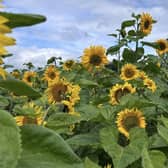 Blackberry Farm has opened its sunflower field to the public. Pic credit: Blackberry Farm