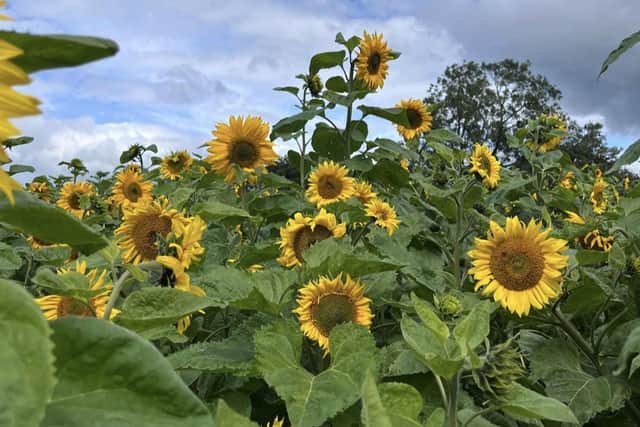 Blackberry Farm has opened its sunflower field to the public. Pic credit: Blackberry Farm