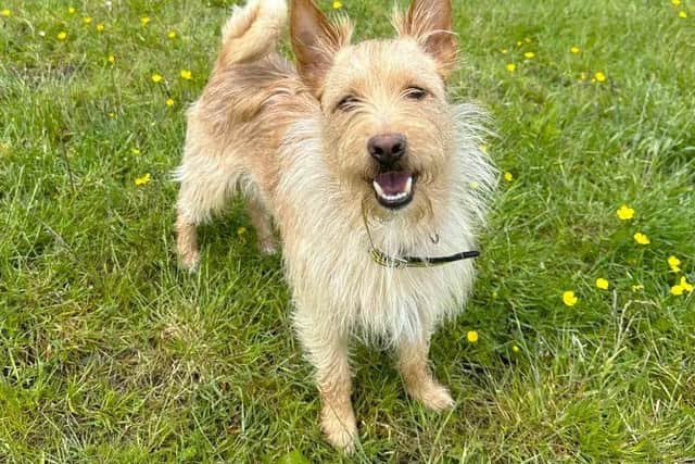 Josh at Dogs Trust Ballymena