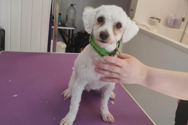 A very cute Issy all groomed and ready to go back home.