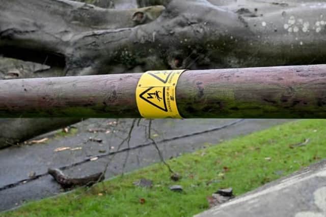 Falling trees often take electricity poles and wires with them (stock image). Picture: Stephen Hamilton / Press Eye