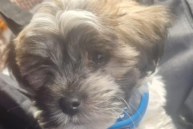 Claire Brady shared a photo of her wee pup Enzo