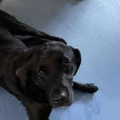 Police in Lurgan found this male dog wandering along North Street.  Picture: PSNI
