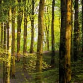 Members of the public are invited to have their say on the future use of three forests in Mid and East Antrim