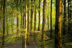 Members of the public are invited to have their say on the future use of three forests in Mid and East Antrim