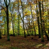 Mid and East Antrim Borough Council is seeking residents’ views on trees and woodlands in the area.  Photo: Tim Hill from Pixabay