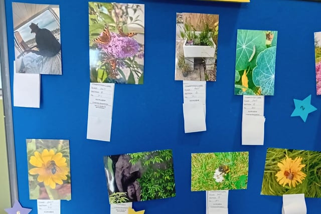 Photographic entries in the competitions.