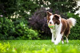 A joint supplement for dogs has been seized by a DAERA inspector at a courier company depot in Portadown.  Picture: unsplash