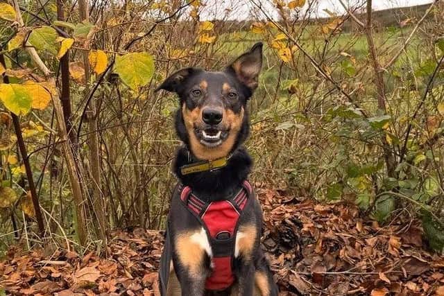 Gorgeous Boy Olly at Dogs Trust Ballymena