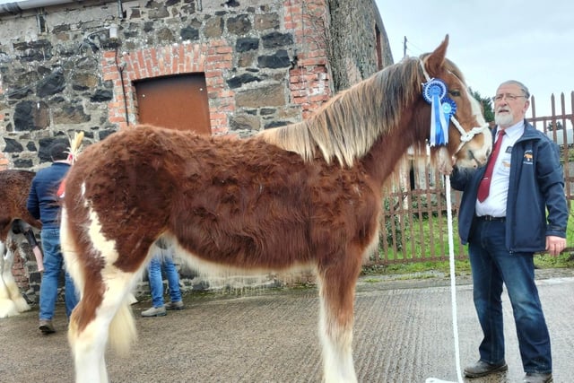 Young Stock Reserve Champion – 2nd Prize Yearling Colt – Castletown Clint from John and Esther Cross, Ballynure.