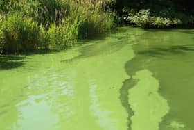 Causeway Coast and Glens Council has been made aware that blue-green algae has been confirmed at Portna, Lower Bann, Kilrea, you should not enter the water as a precautionary measure.  CREDIT DAERA