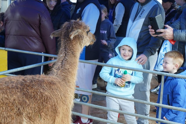Children getting a chance to see llamas up close in Coleraine town centre during Coleraine BID's Easter family fun days.