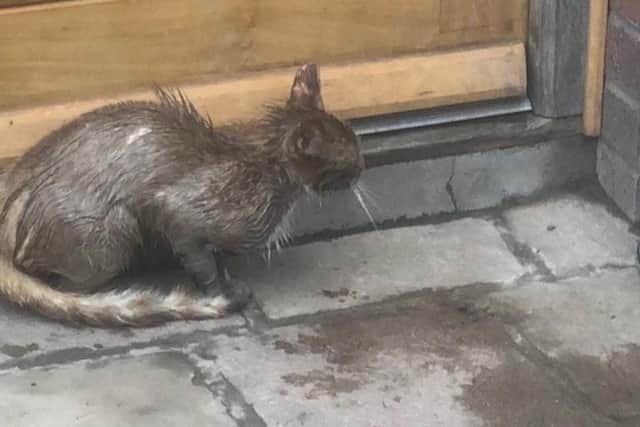 Garfield the cat when he returned home after being dipped in home heating oil and tortured. The Richhill cat had to be put to sleep after his ordeal.