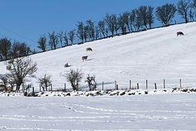 Sunshine, sheep and snow in Ballycarry. Photo courtesy of Louise Shearer