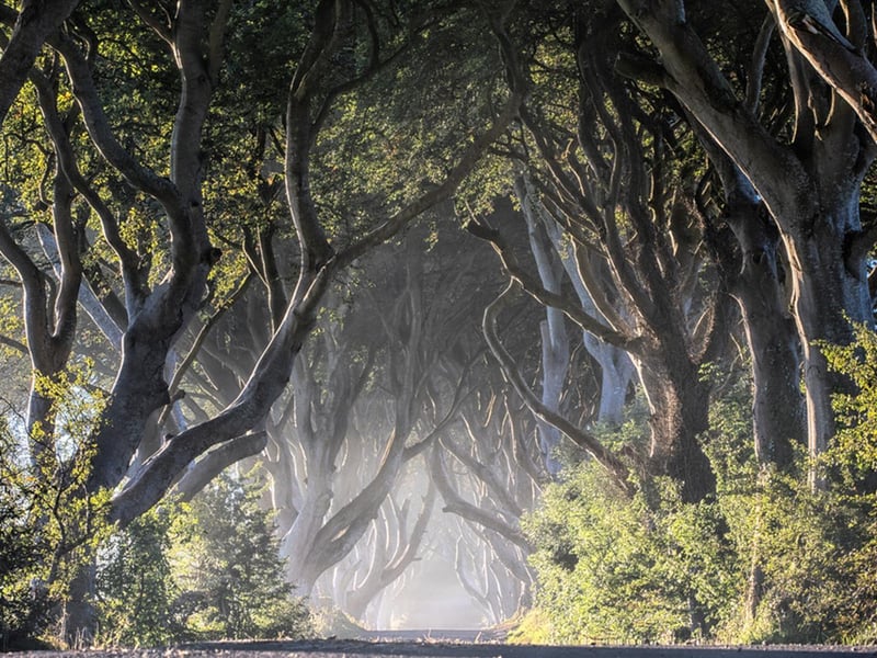 Originally planted in the 18th century, this avenue of trees has established itself as one of the most photographed natural phenomena in the country. 
Known especially as a filming location in Game of Thrones, this beautiful landscape feature makes for an ideal location for a romantic walk and to snap some Insta-worthy photos with and of your partner.
For more information, go to discovernorthernireland.com/the-dark-hedges