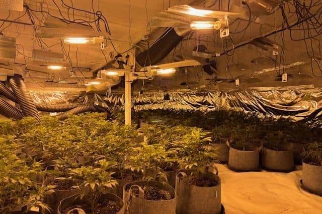 Police seized suspected cannabis plants worth approximately £200,000 in Rathfriland.