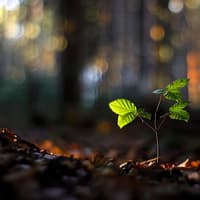 Causeway Coast and Glens Council calls on communities to get involved in the big tree count