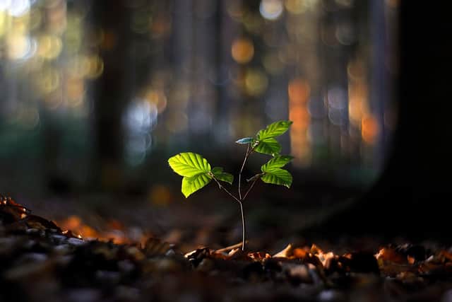 Causeway Coast and Glens Borough Council is calling on residents from across the Borough to help build a picture of the trees being planted in our towns, villages and rural areas.