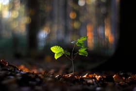 Causeway Coast and Glens Borough Council is calling on residents from across the Borough to help build a picture of the trees being planted in our towns, villages and rural areas.