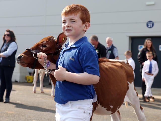 Eight-year-old Bobby Wylie with his Ayshire called Punch.
