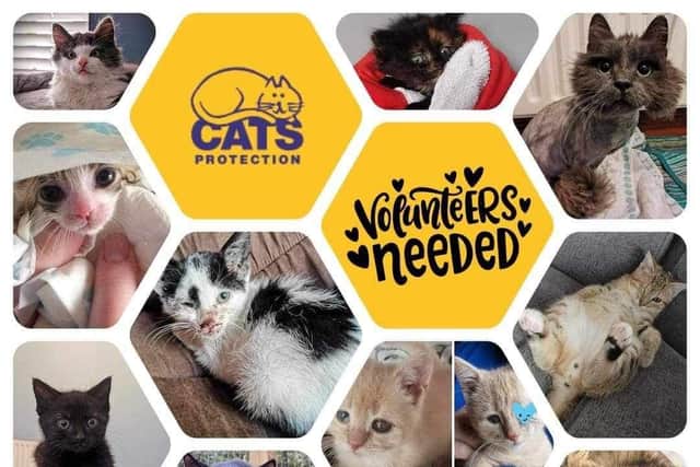 Just some of the kittens Cats' Protection have rescued and successfully rehomed through fosters in the past. Credit Cats' Protection