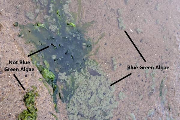 This photo shows a comparison between a typical green marine algae, which should not be confused for the blue-green/grey residues associated with Blue-Green Algae. Credit DAERA