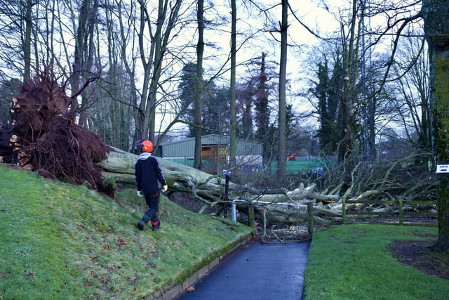 Workers at Massereene Golf Club begin clearing away a fallen tree on the Lough Road, Antrim on Monday morning following the devastation of Storm Isha.