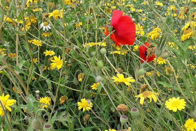 Wildflower meadow restoration has taken place in the borough.