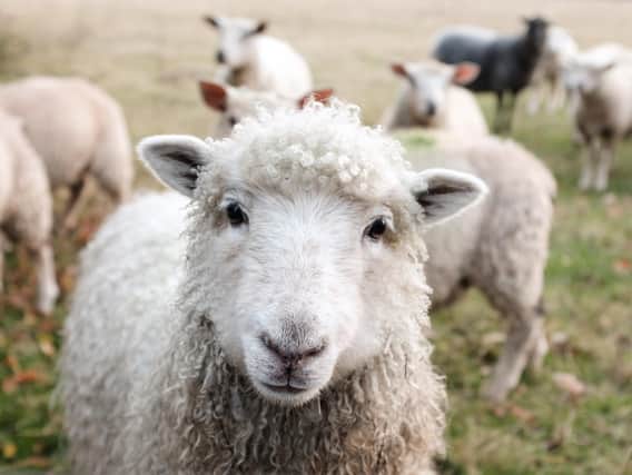 Say ' hello' to the animals during a visit to one of Northern Ireland's farm experiences.