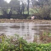 There were fears for horses that appeared to be stranded by flood water in Lisburn. Pic by Sorcha Eastwood MLA