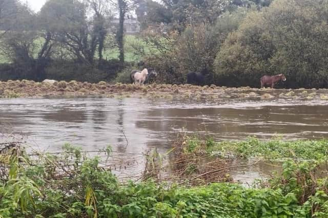 There were fears for horses that appeared to be stranded by flood water in Lisburn. Pic by Sorcha Eastwood MLA