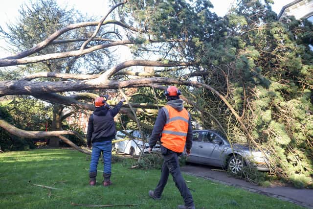 The clear-up begins across Northern Ireland to clear debris and trees which were blown down due to Storm Éowyn.  Picture: Jonathan Porter/PressEye