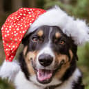 Enjoy a Santa Paws event with your pet.  Picture: Andrew Masters on Unsplash