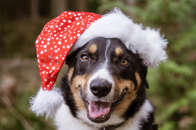 Enjoy a Santa Paws event with your pet.  Picture: Andrew Masters on Unsplash