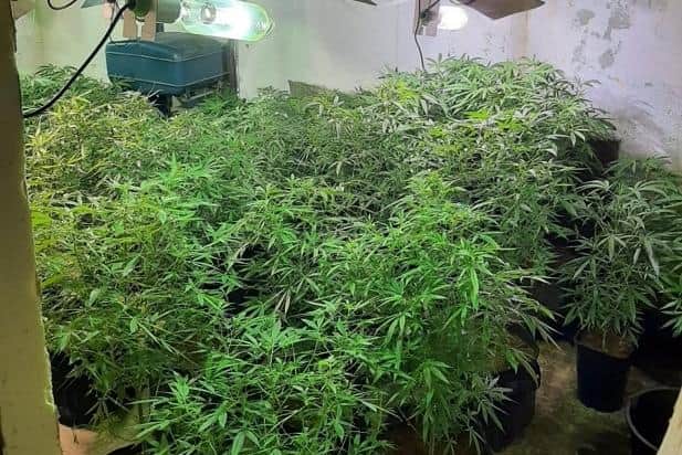 Five men arrested following the discovery of a cannabis farm. Pic: PSNI
