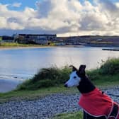 Travelling around the UK and Ireland with your dog is about to get more complicated under Windsor Framework rules.