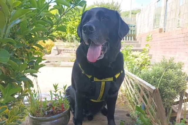 Labrador Murphy is an absolute gentleman who is looking for a retirement home where he will be given lots of love and attention in his older years. However, don't let his age fool you, as he will play all day with a tennis ball! A quieter home is ideal and he can live with dog savvy children who understand that Murphy wants to take life at a slower pace. Pending successful meets at the Rehoming Centre, he could potentially share his home with another calm dog. Murphy's home should ideally have a safe and enclosed garden space for him to potter around in and enjoy some play time.