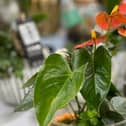 At Coleman's Garden Centre in Templepatrick there are "lots of special treats for Mother's Day in the Farm Shop, a "brilliant range of house plants" in the garden centre and the shop's gift cards can be used in the garden centre, café or farm shop, letting mum decide where to spend it.