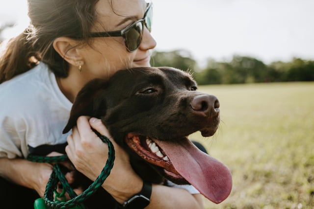 Show your four-legged friend affection in ways that are dog friendly and suitable for what your individual dog enjoys. This might be a gentle fuss in their favourite spot or simply just spending some time with your dog.