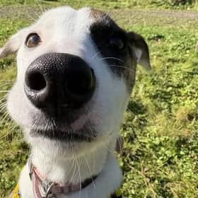 Izzy.  Photo: Dogs Trust Ballymena