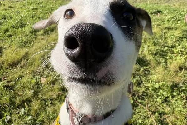 Izzy.  Photo: Dogs Trust Ballymena