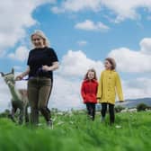 Mourne Alpacas Trekking and Cria Watch Experience, County Down