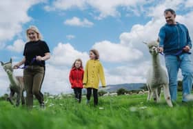 Mourne Alpacas Trekking and Cria Watch Experience, County Down